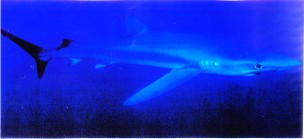 shark
